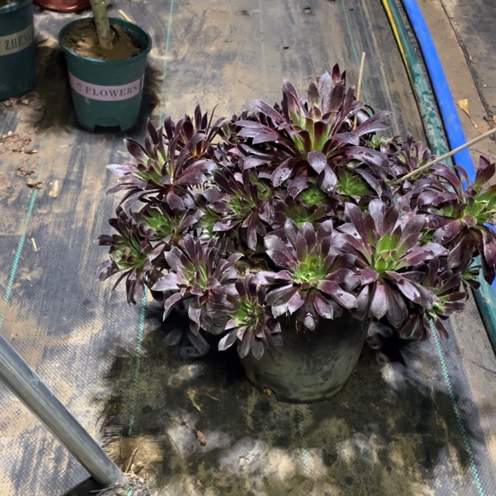 20孔雀多肉的多肉植物