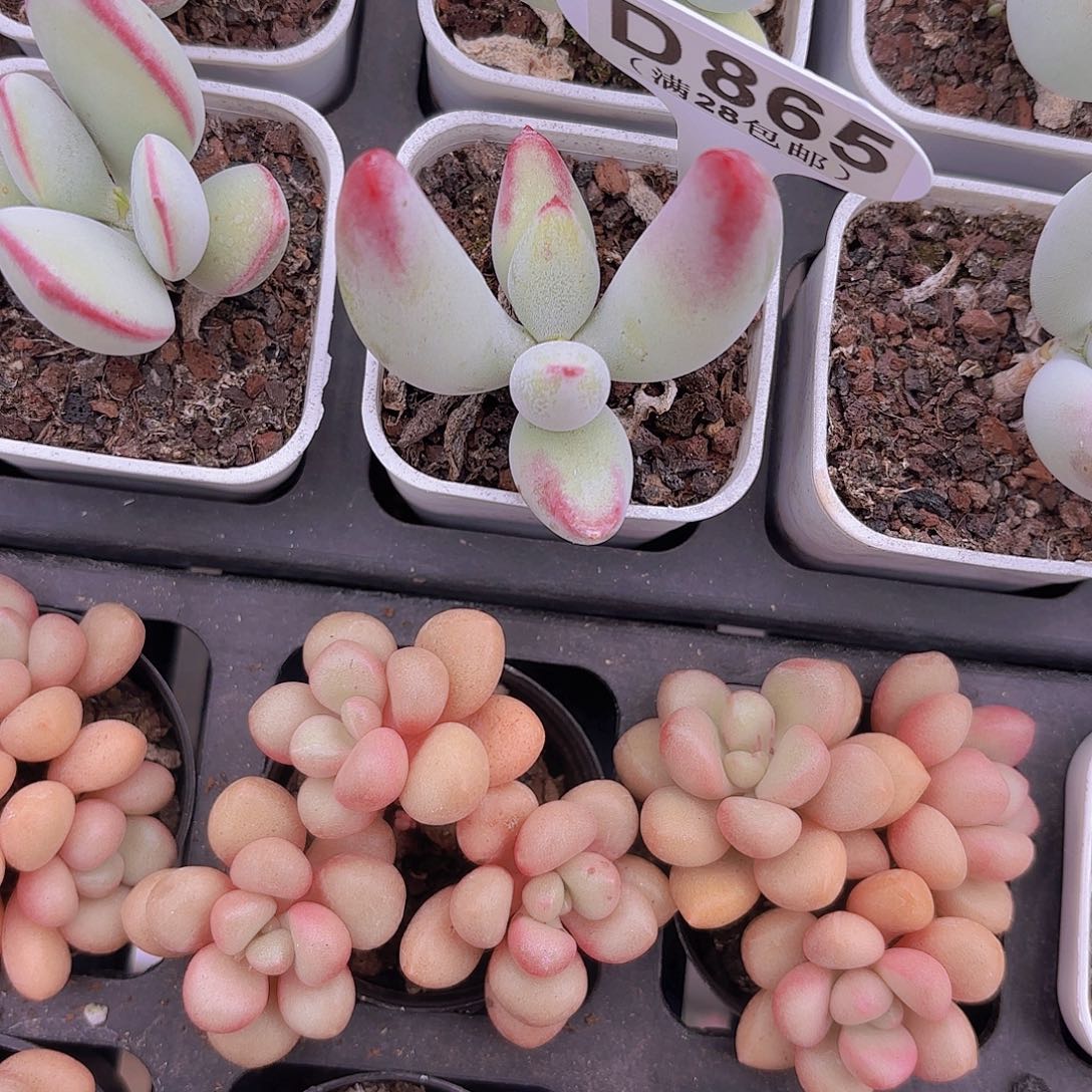 D865白娘子一物一拍