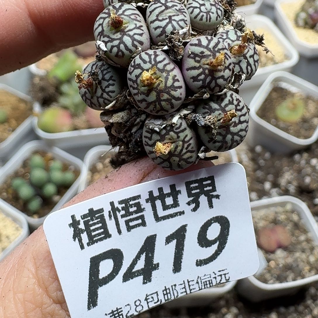 多肉植物的人啊fgbbbnn