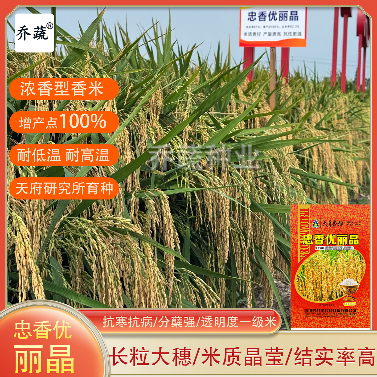 忠香优丽晶天府透明度一级水稻种子浓香长粒优质米大穗稻谷种籽