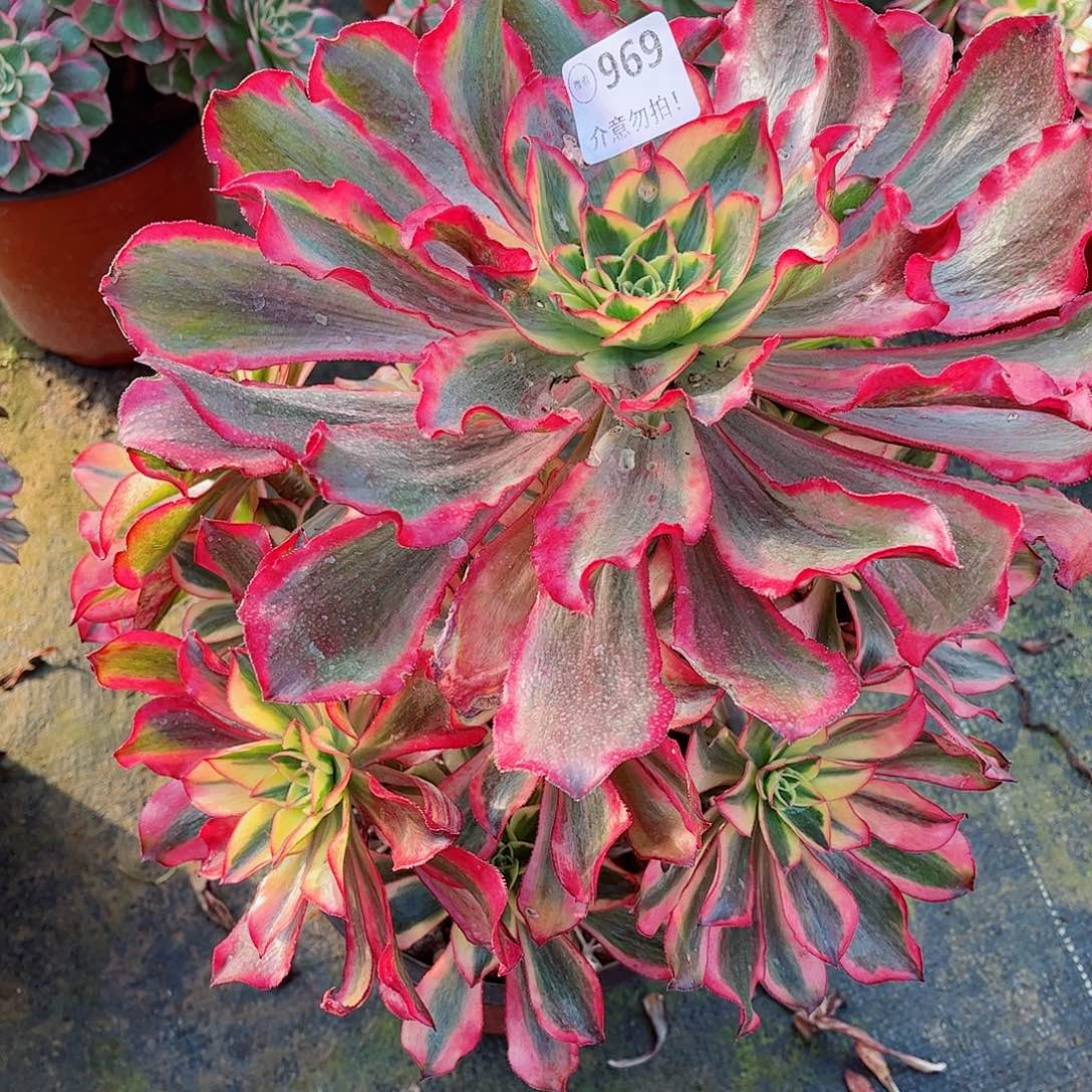 无花朵用****6多肉植物魅影969