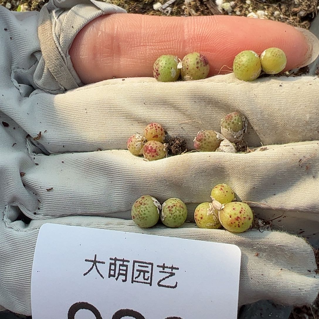 量拍以下3颗园艺1452.95龙猫斑马929