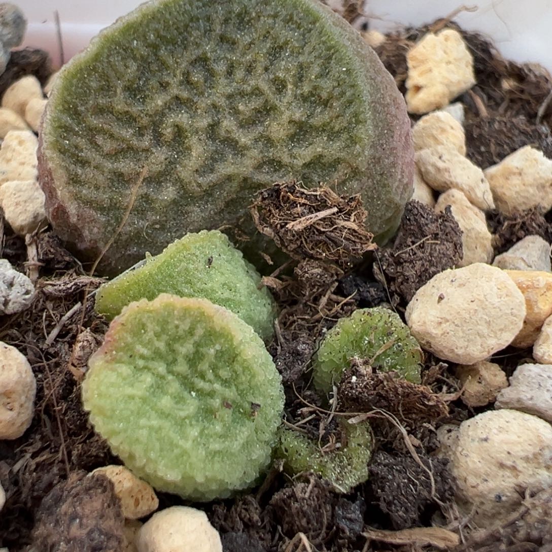 圆叶网格纹实生新品大苗