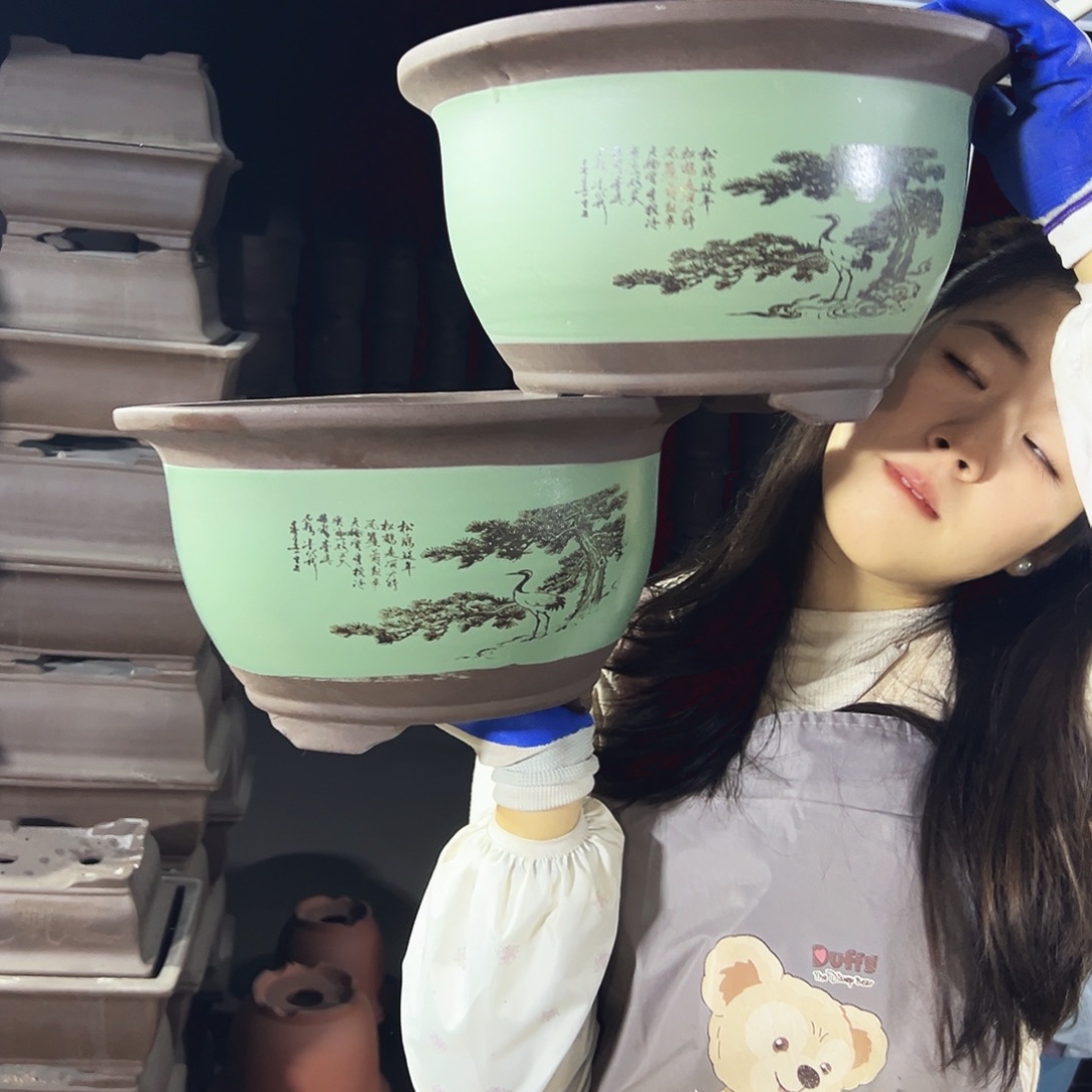 30+30绿色松鹤三角金钟花盆花盆花盆