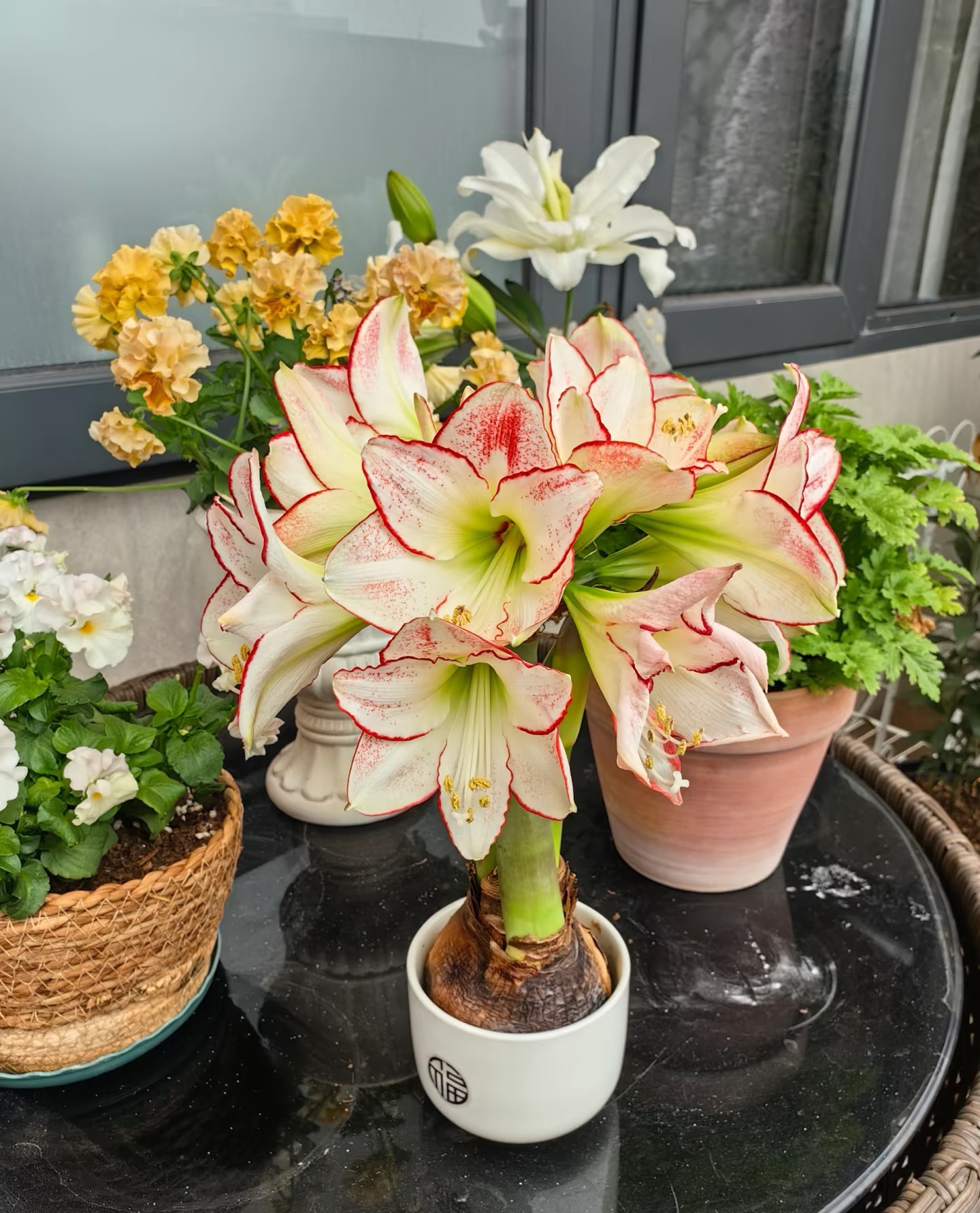 栖野绿境  秘鲁进口【毕加索】单瓣1颗包邮