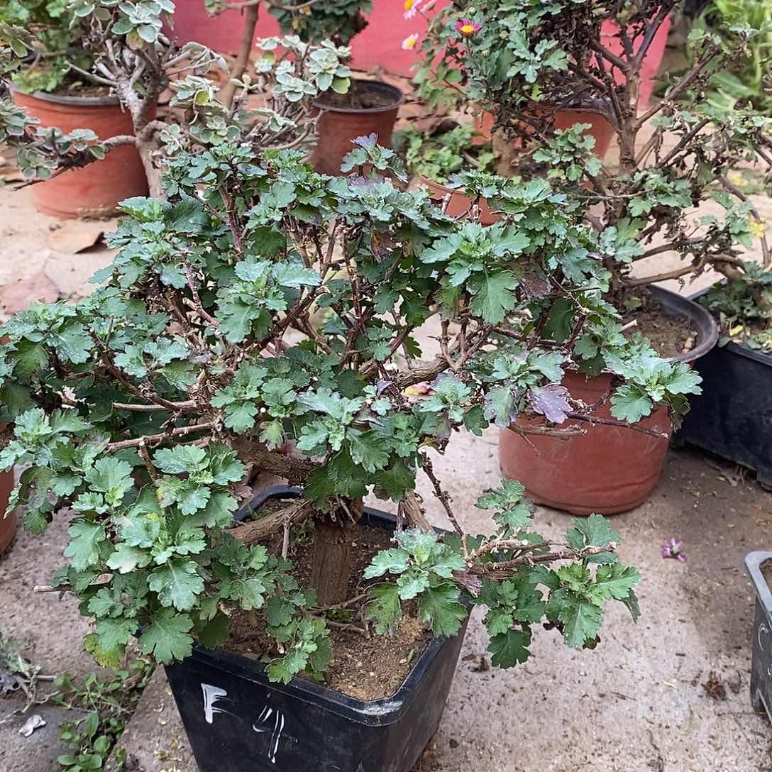 芯***姥完全开放跨菊花菊花