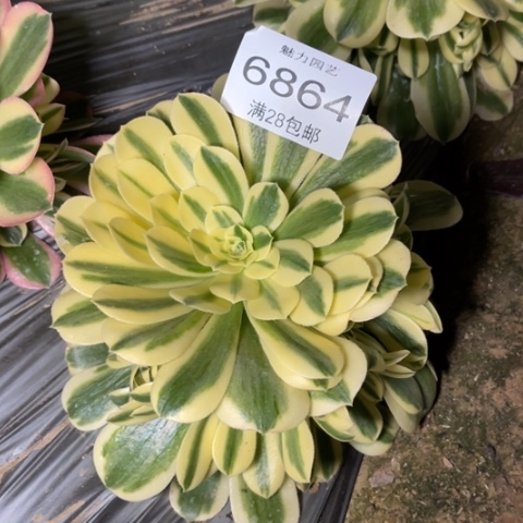 迈巴赫多肉多肉6864