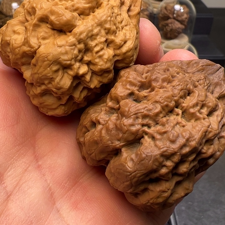 文玩核桃把件火凤凰45mm