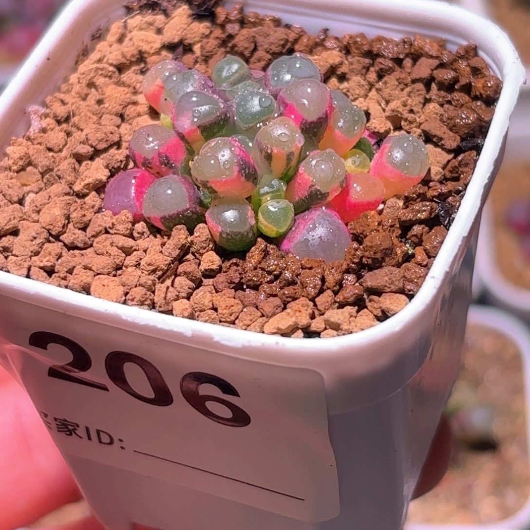 206号五十铃玉锦多肉植物锦一物一拍带盆土发货