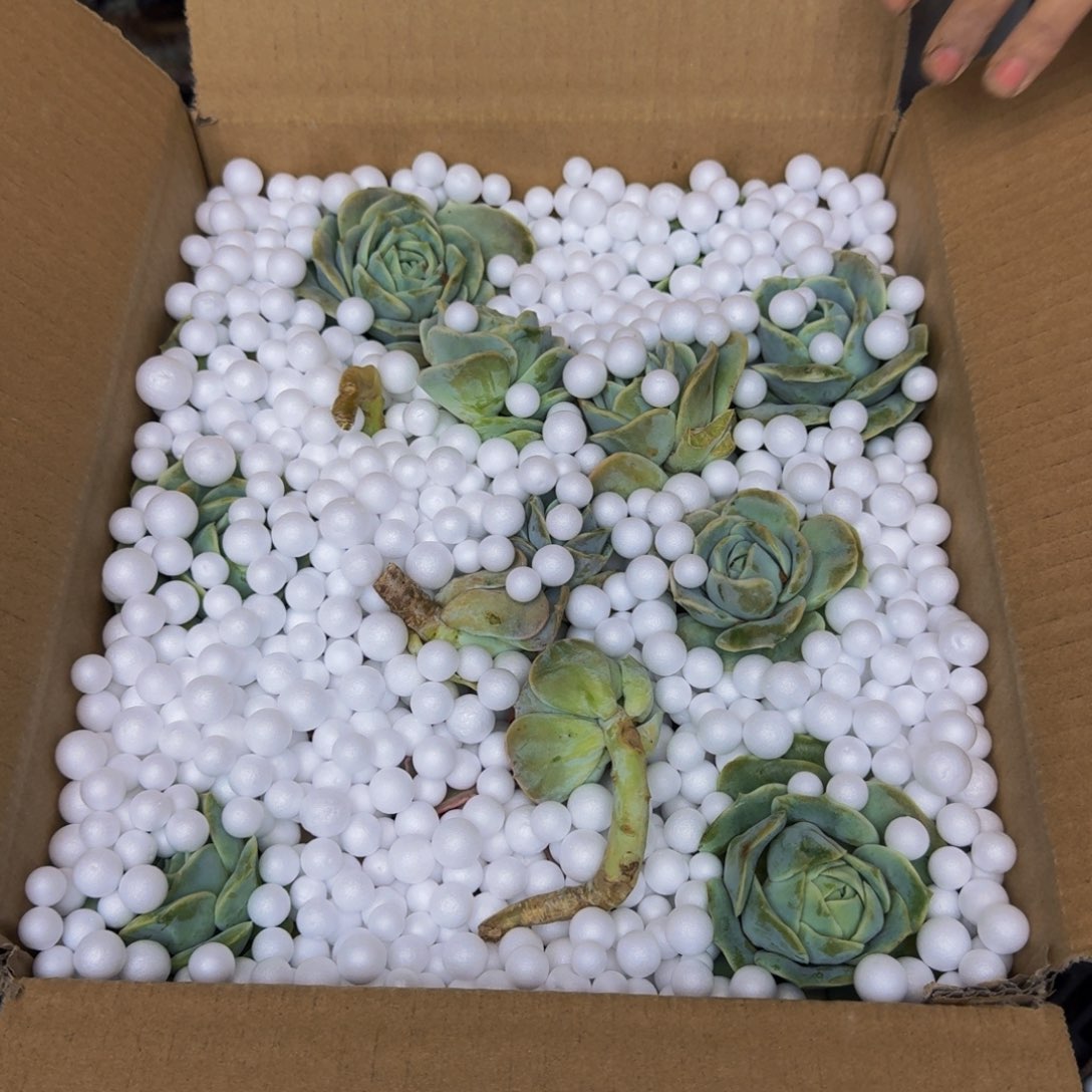 颦***颦多肉砍头 不包损8150