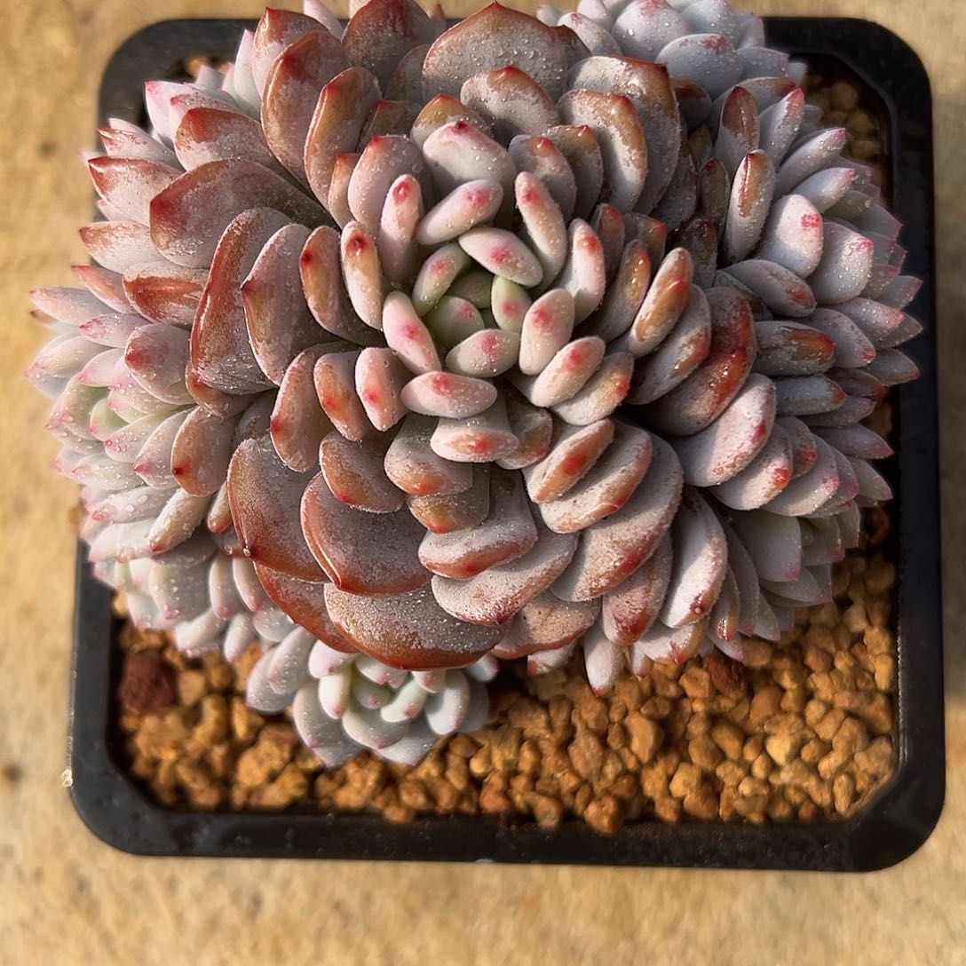 星星橙捧花一物一拍