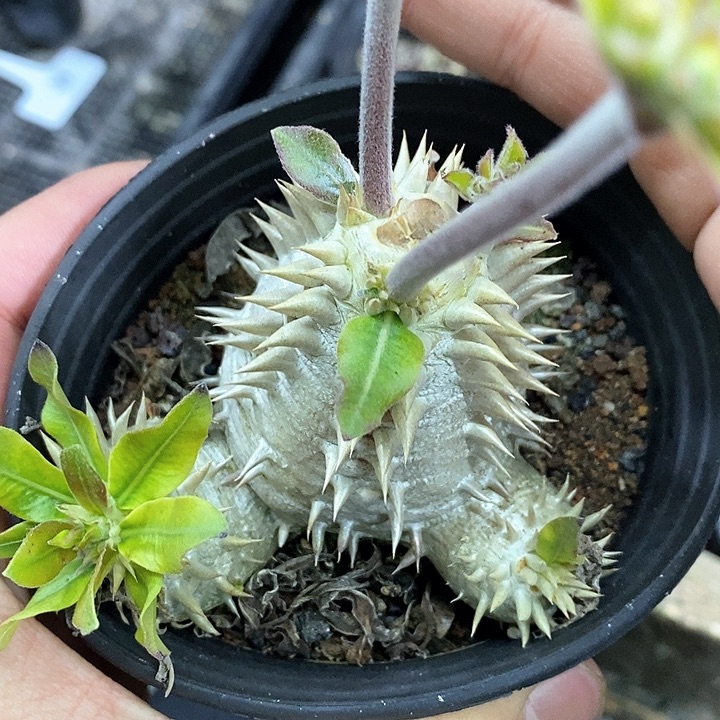 孤品实生双排刺控养大肚子惠比大黑多头福利