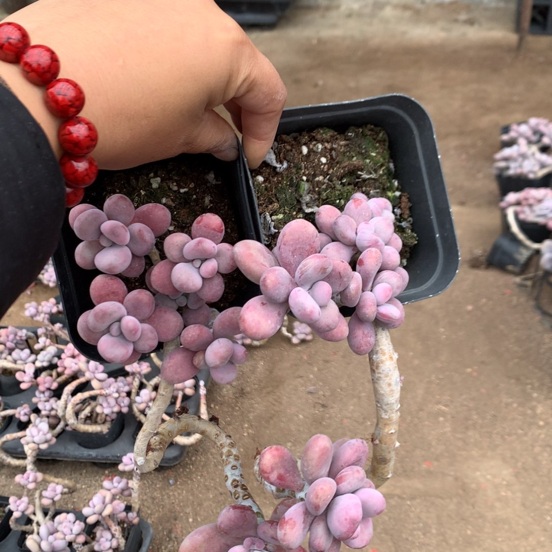 职***.桃蛋老桩不带盆79号