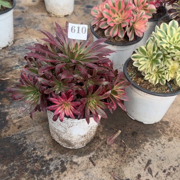 用****9610两单包邮。         