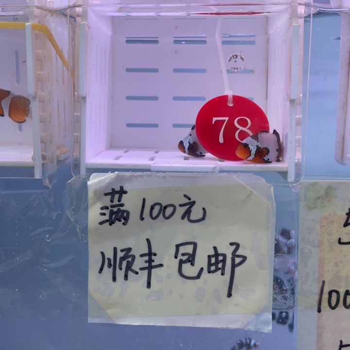 海水鱼精品血印2条3-4