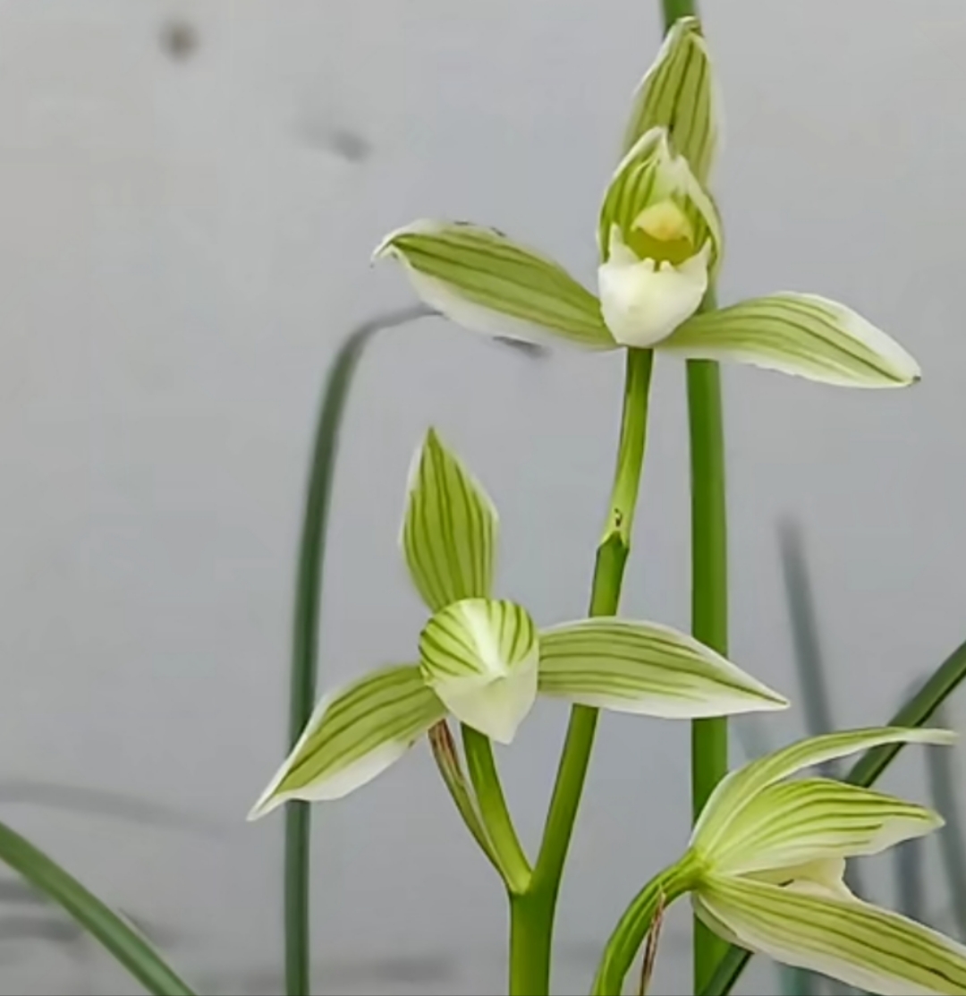 云南莲瓣兰直播间拍品为准 图片仅供参考