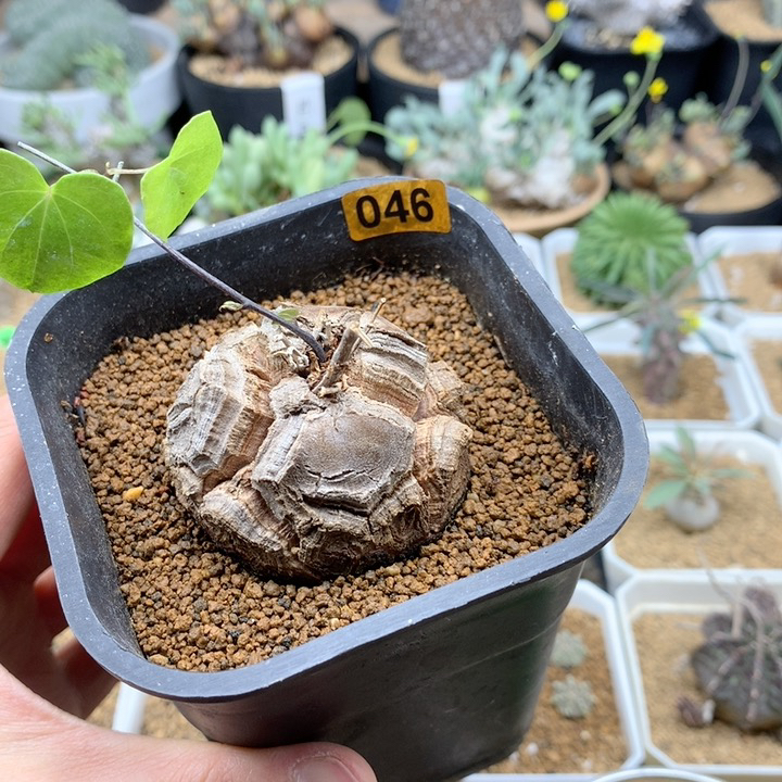 南非龟甲龙带盆4.9cm