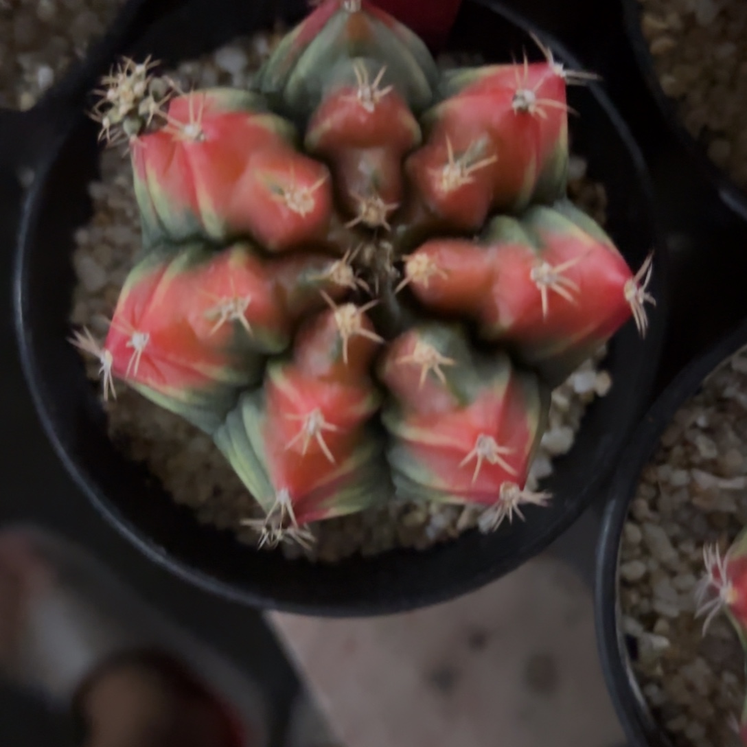 L801-1210泰国发货 山姆