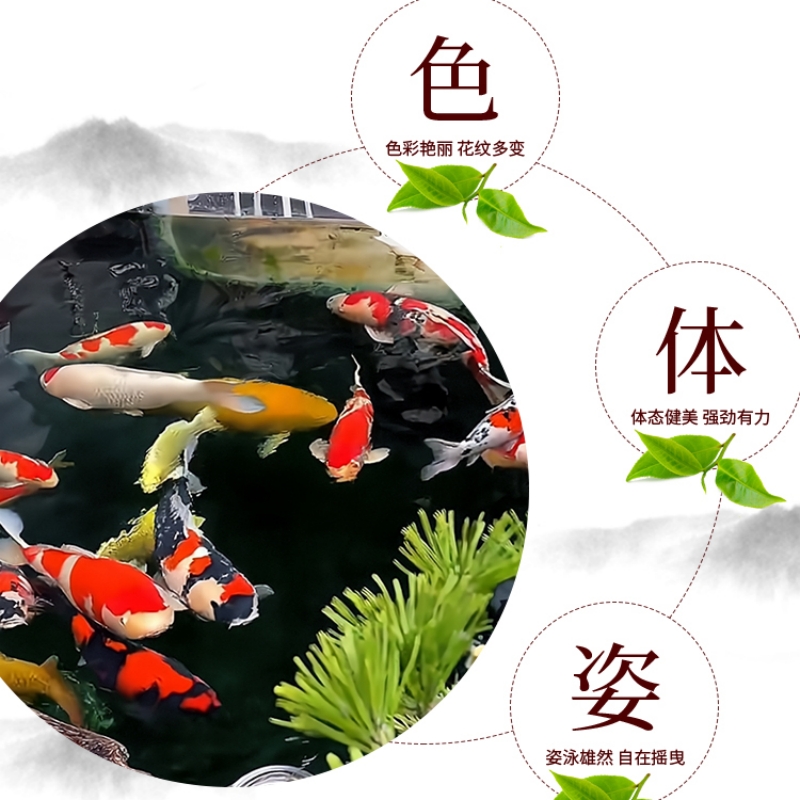 观赏鱼冷水鱼淡水鱼好养耐活各种品种