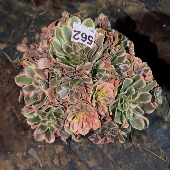 562花样年华多肉植物不售后