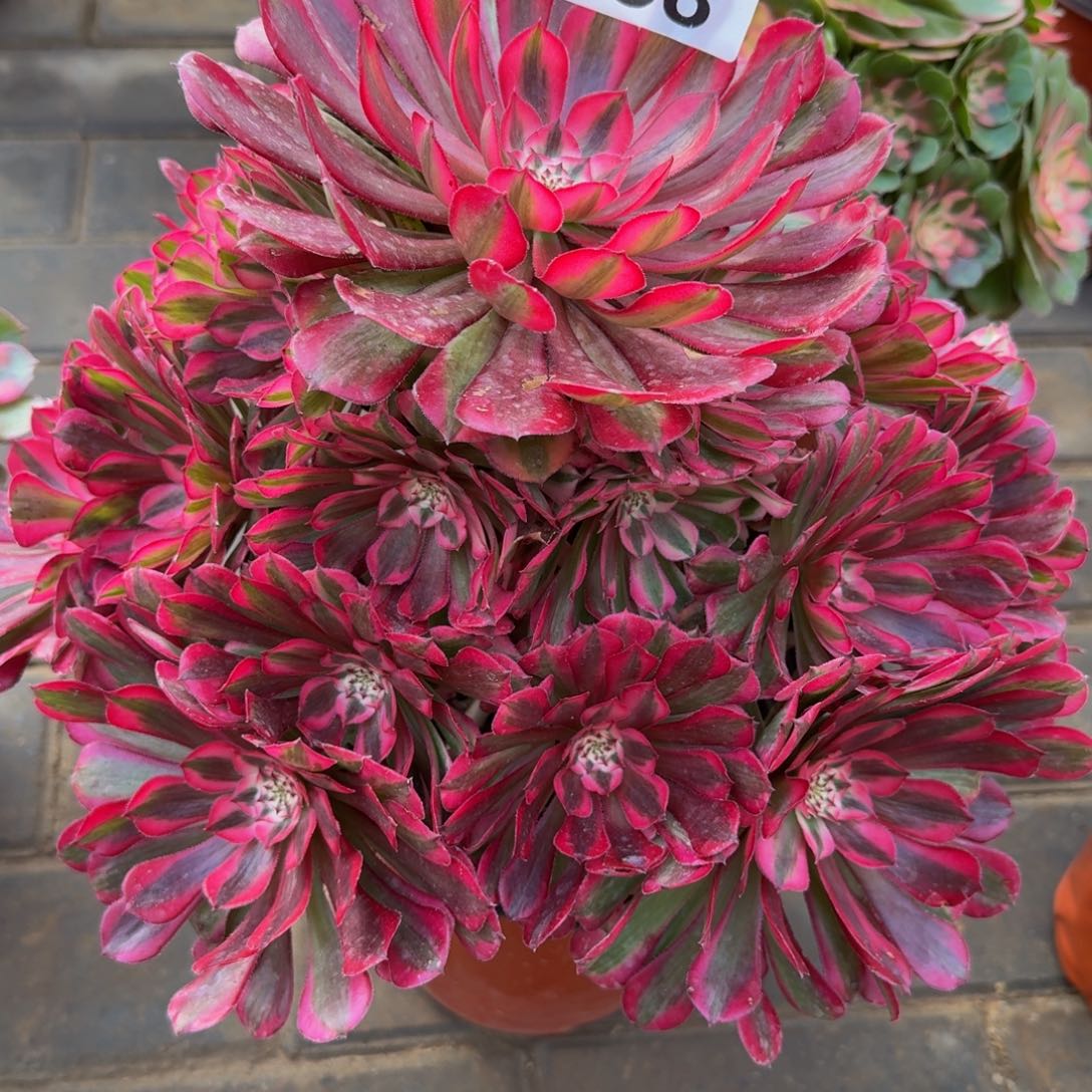 ****州红铜超白锦福利老桩558肉肉肉