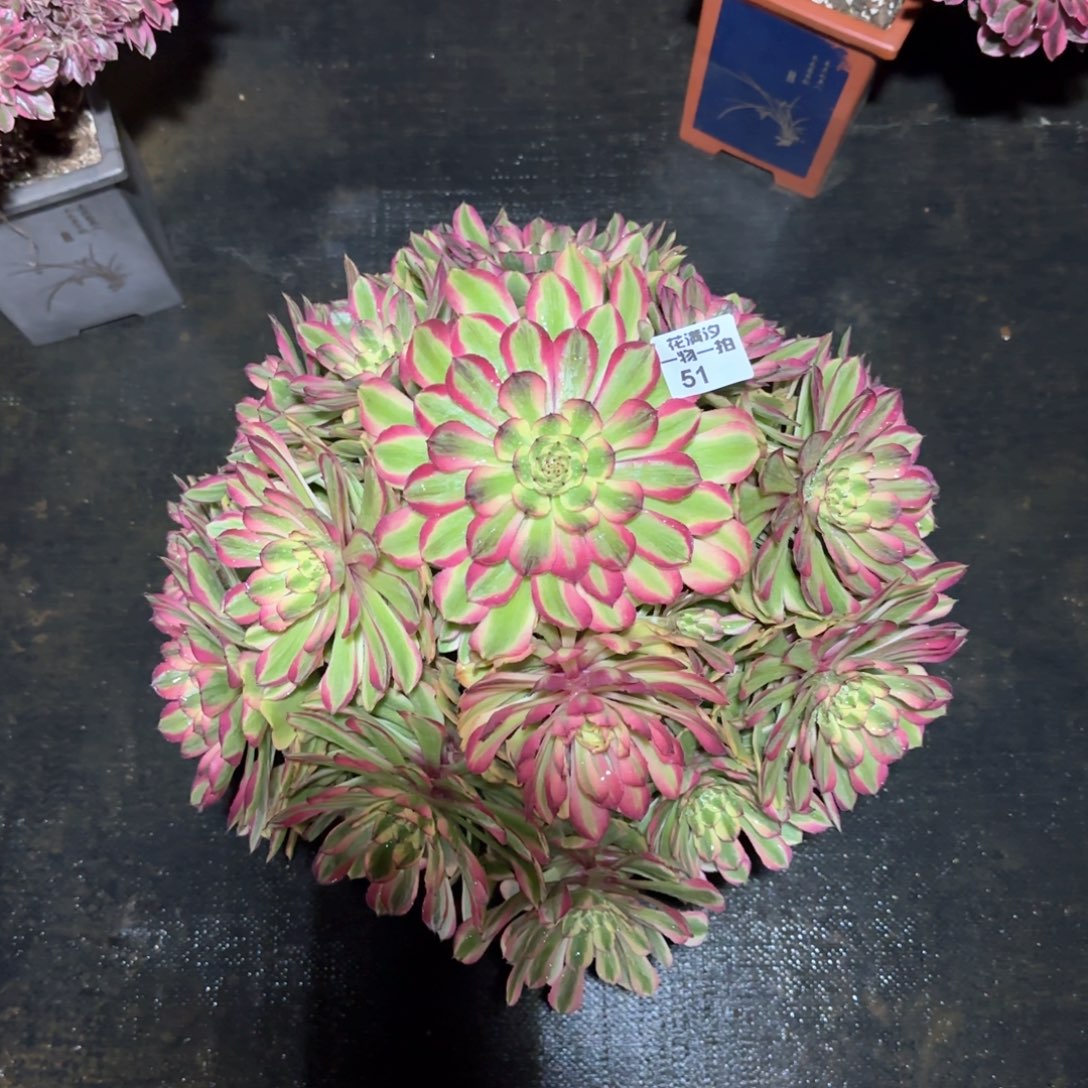 粉黛变异多肉植物51