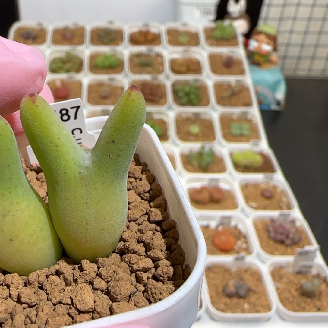 用***我肉锥多肉植物组合-1286