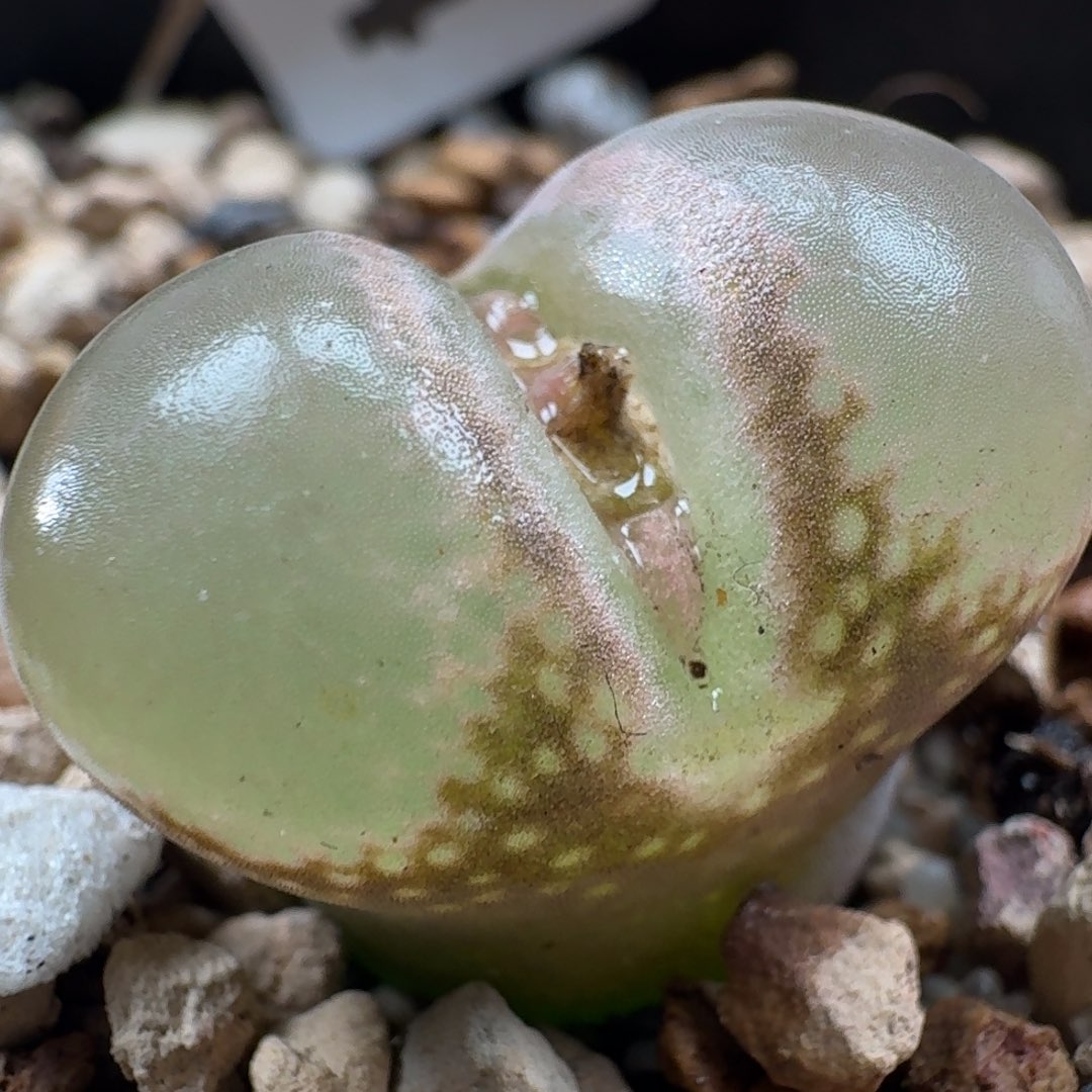 3414风铃玉蘑菇窗风铃玉