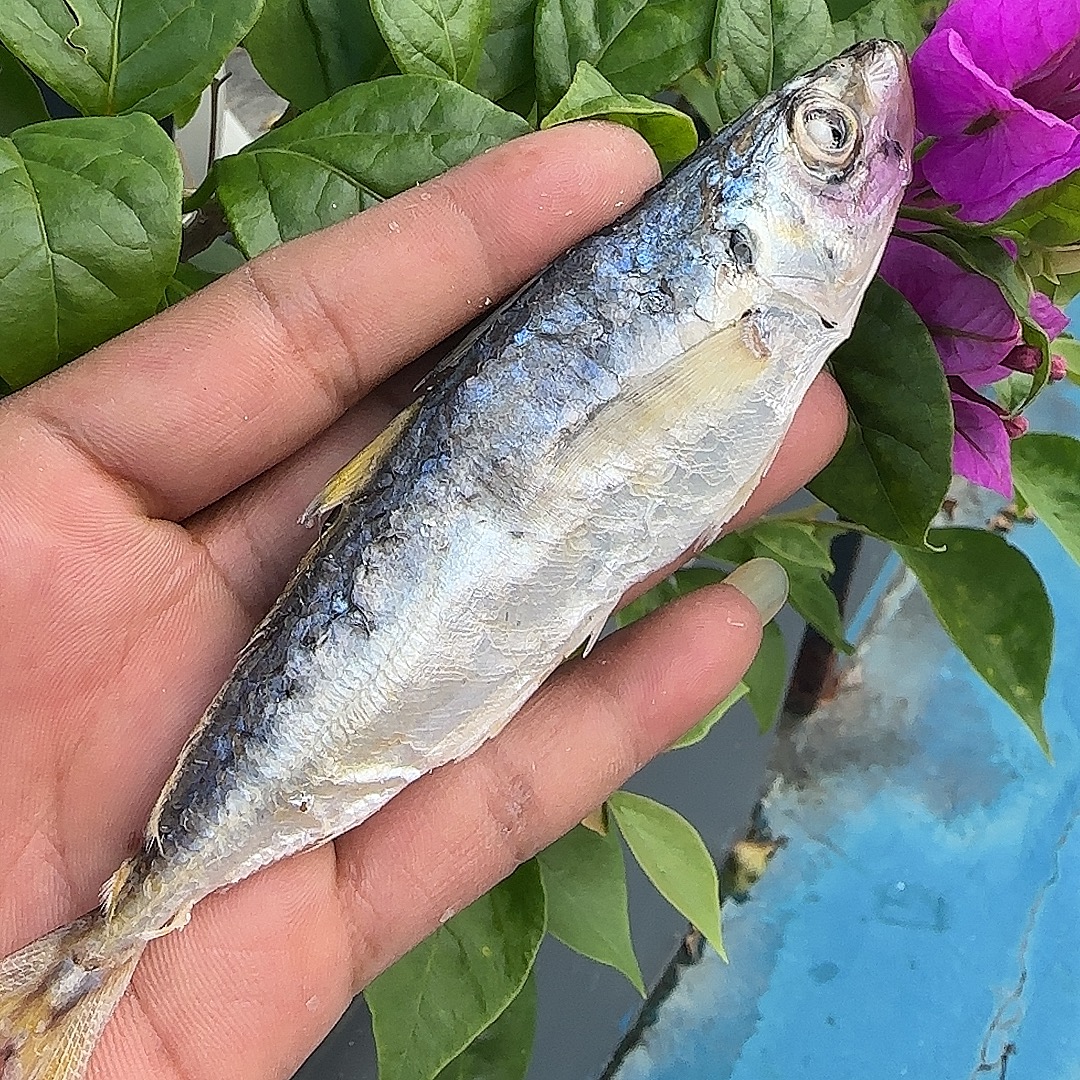 阳江鲜晒巴浪鱼干 500~1000克