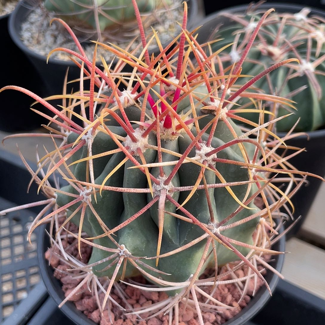 仙人球强刺球属赤刺金冠龙实生8.8厘米