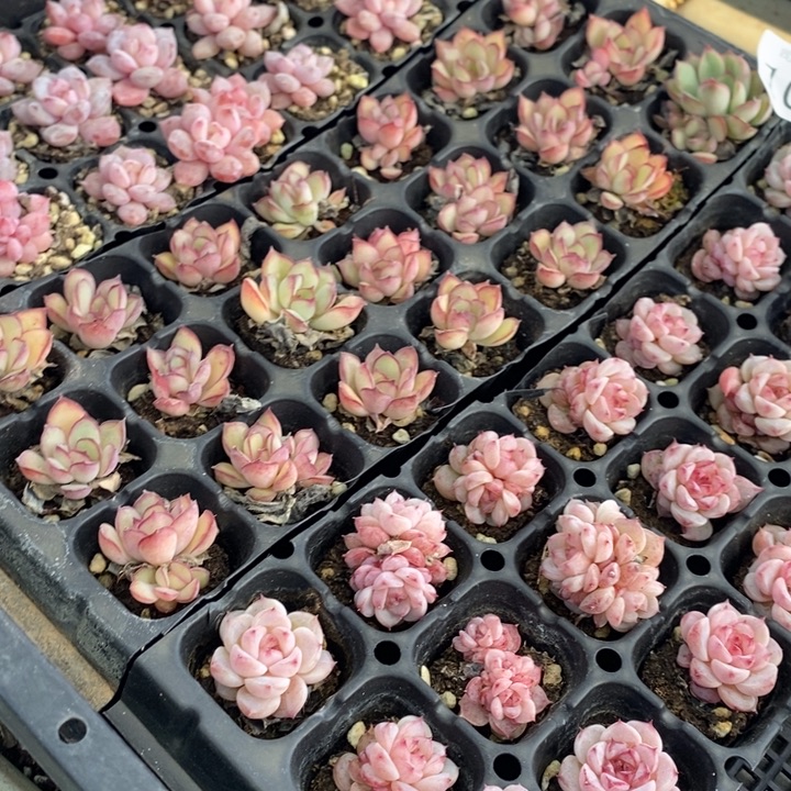 101 多肉植物盆栽花卉