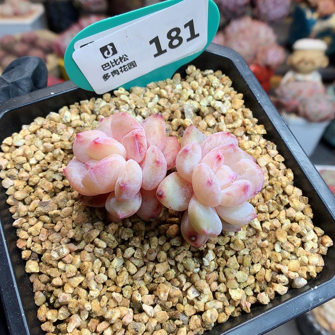 181 石化橙多肉多肉