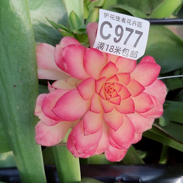 多肉法师知否朵朵