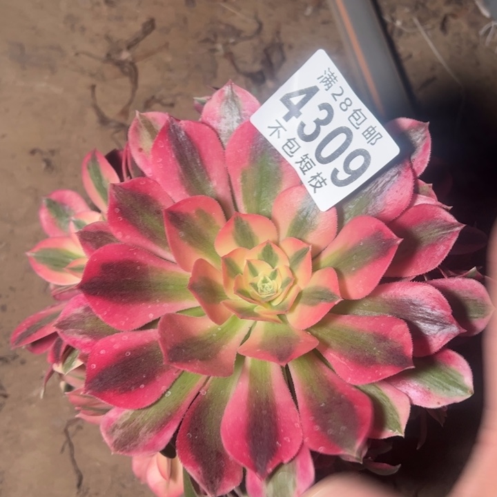 红女巫多肉植物法师4309
