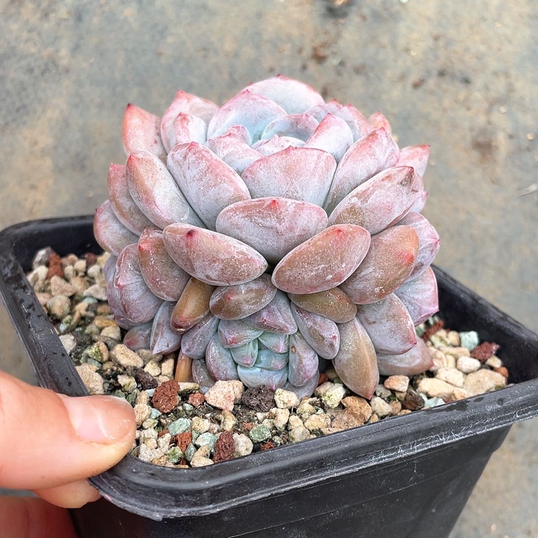 多肉植物多肉植物