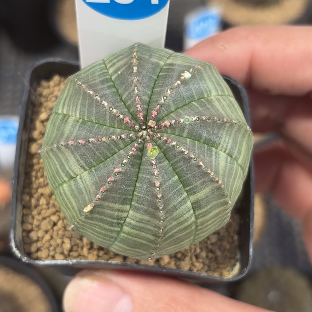 254欧版布纹球带盆带土发货