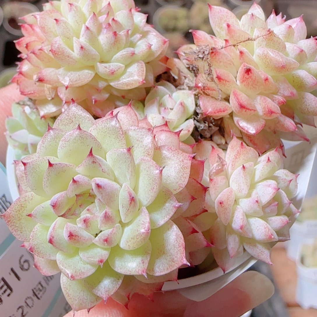 花语逸镜1116-204散