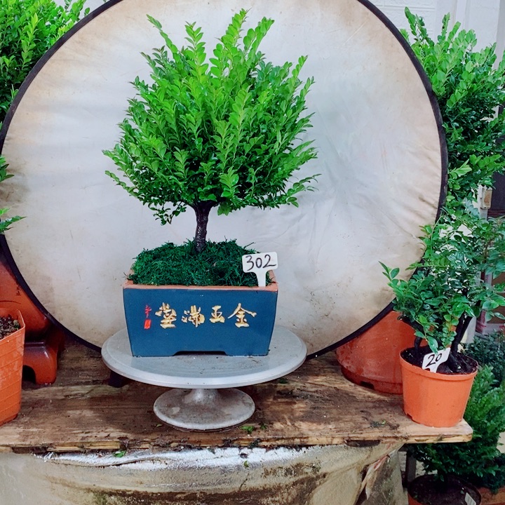 流***年完全开放302编号紫檀