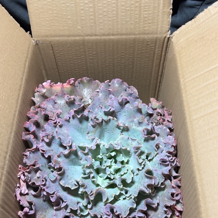 地栽瑕疵高莎30公分（包邮不包损）