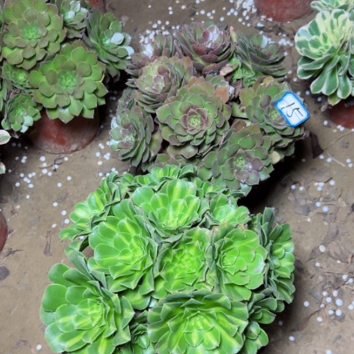 【闪购商品】断枝不包15