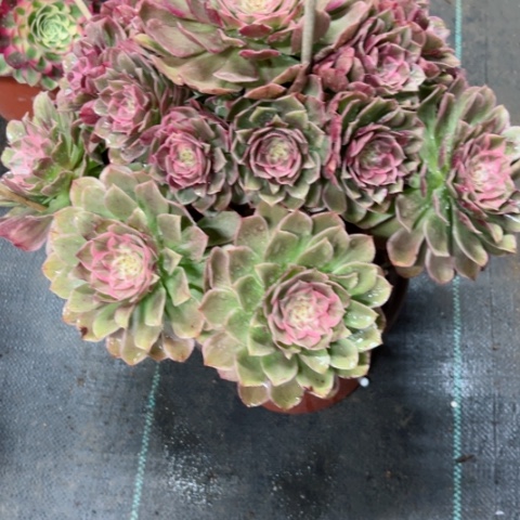 多肉植物莲花座锦。