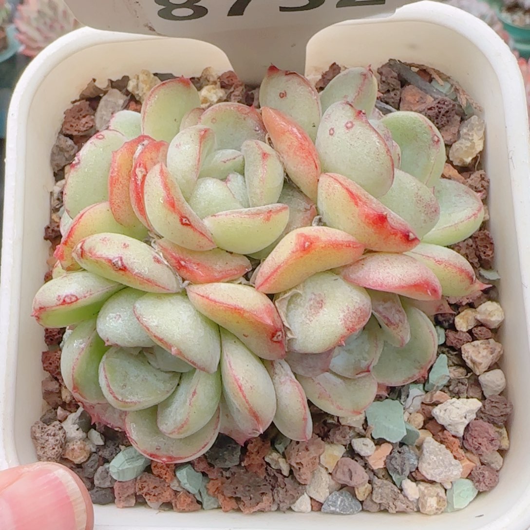 多肉植物8752……………..