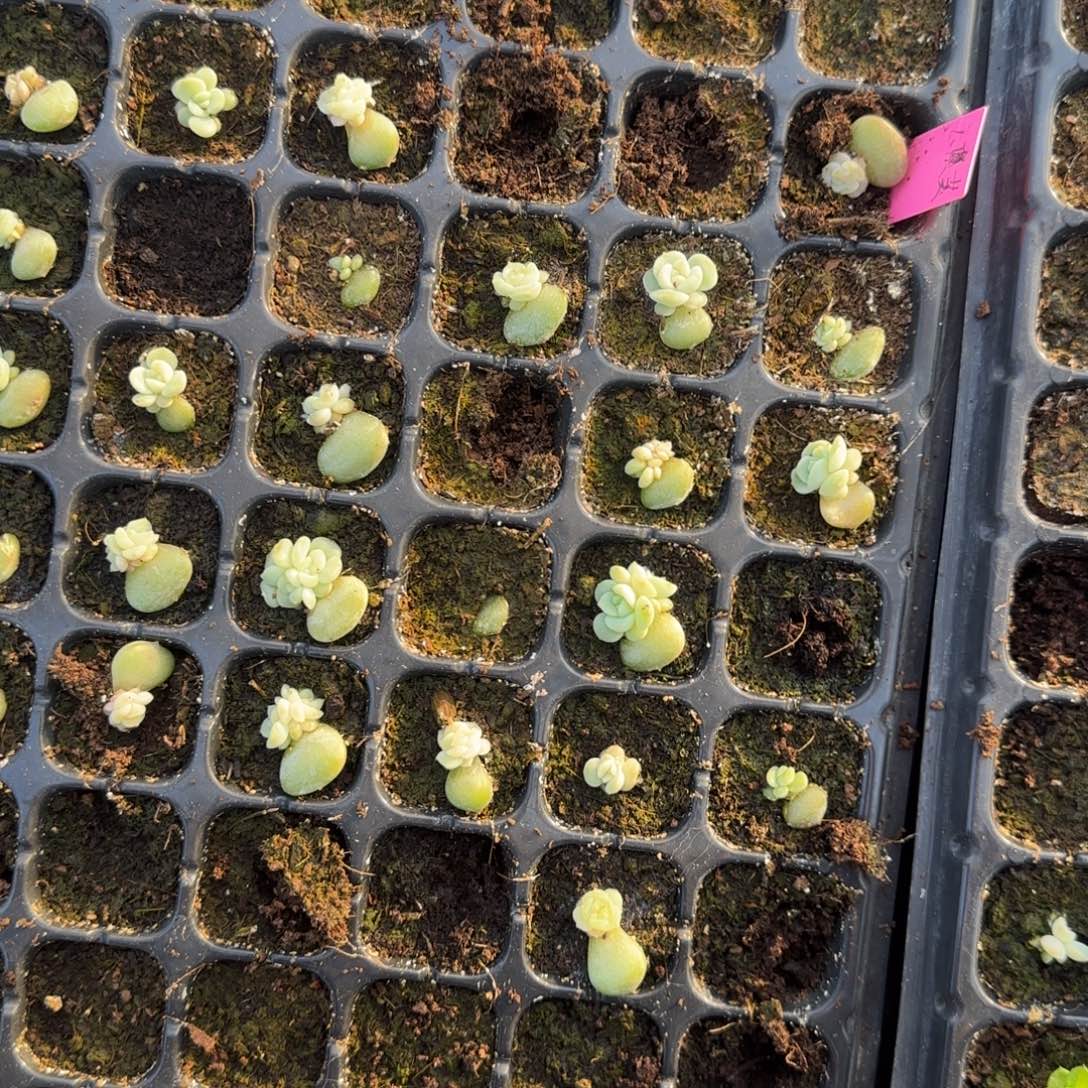 玉芙穴一个满25包邮