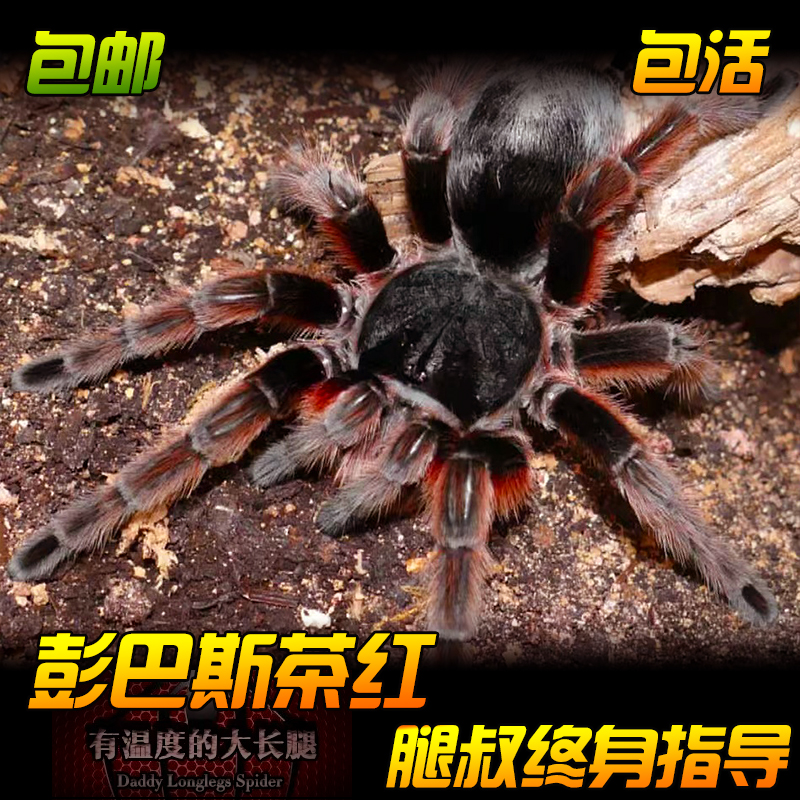 腿叔~彭巴斯茶红蜘蛛经典温顺好养红毛种巴西黑宠物爬宠
