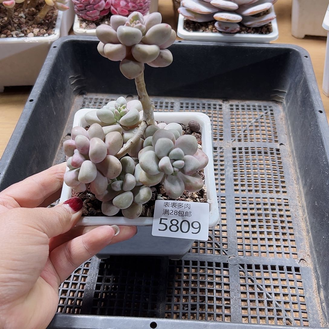 9号我们的确是一个5809