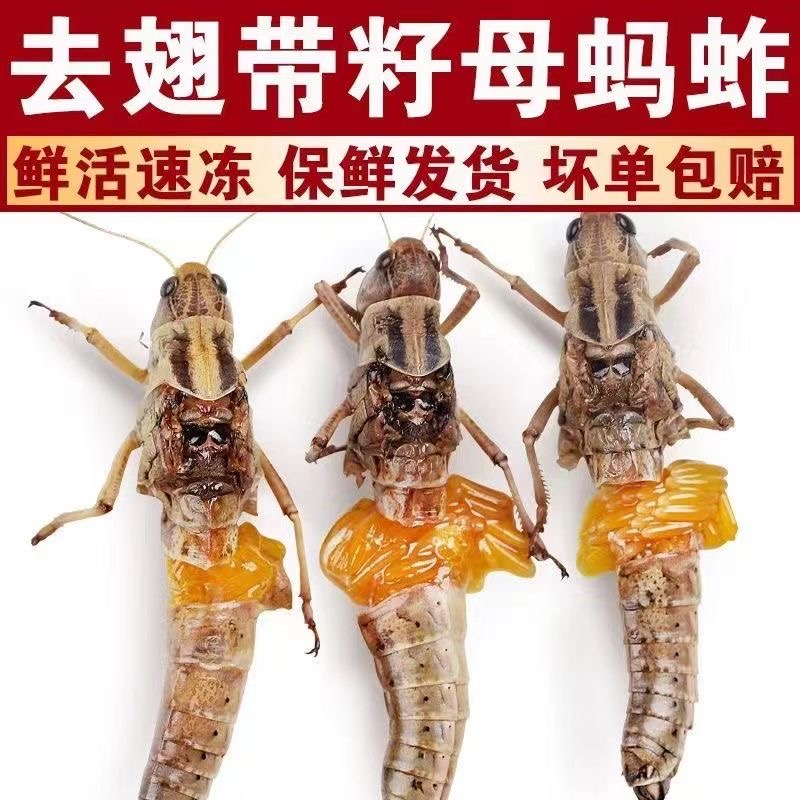 现抓新鲜带籽蚂蚱速冻冰鲜去翅母蚂蚱蚱蜢东亚飞蝗下酒菜油炸1