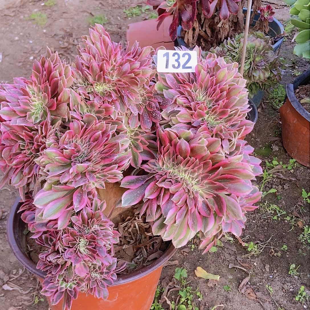 132粉女巫老庄缀化老板子法师