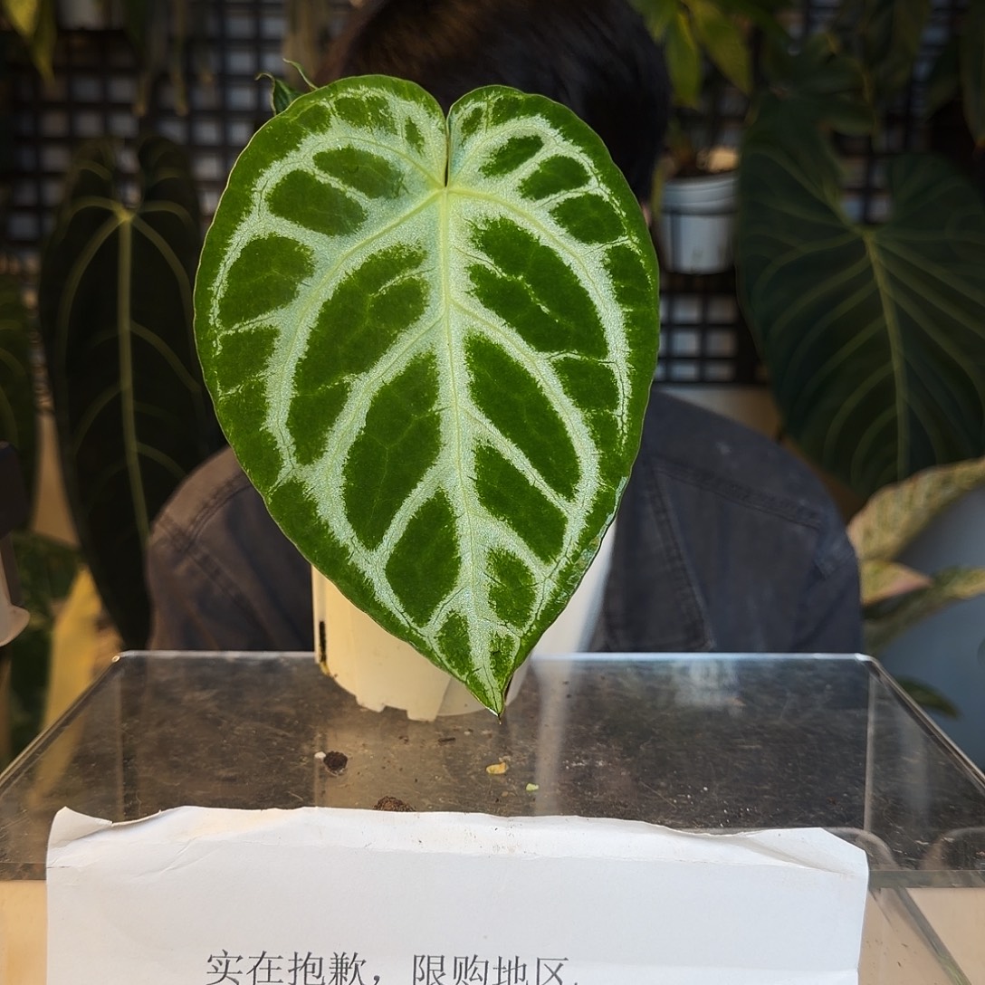 完全开放O148华丽杂铜锣烧