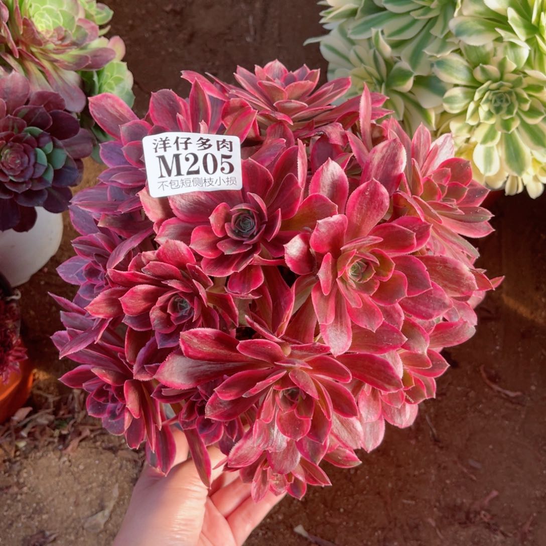 205浣纱 冠幅20左右