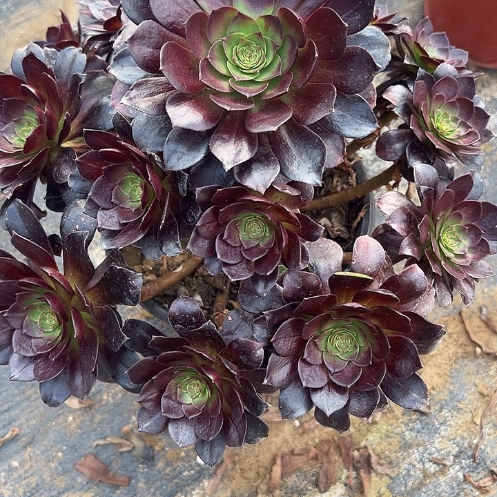 你****莉2.3-36赤炎莲多肉